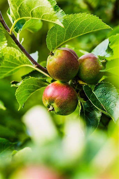 Äpfel am Baum, unreife grüne Äpfel und Marmeladengläser