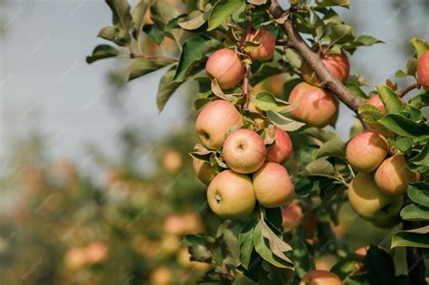 Äpfel auf einem Herbstbaum