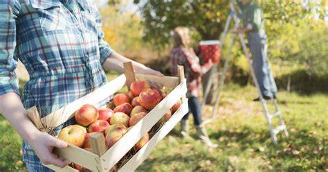 Äpfel ernten und lagern: Tipps für die perfekte Frucht