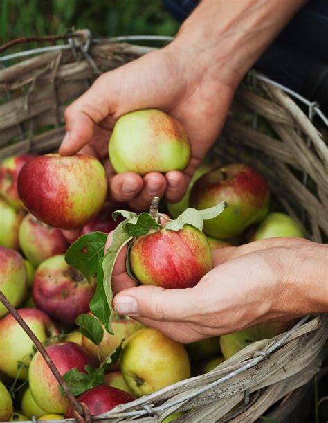Äpfel frisch vom Baum im Korb