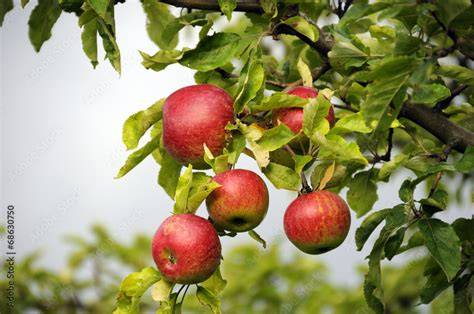 Äpfel frisch vom Baum und geschnittener Teig