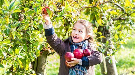 Äpfel pflücken im Herbst
