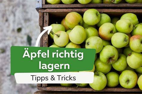 Äpfel richtig lagern und vorbereiten - perfekte Ergebnisse
