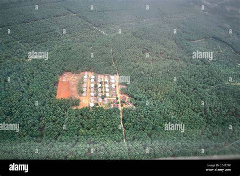 Ölpalmenplantage und abgeholzter Regenwald