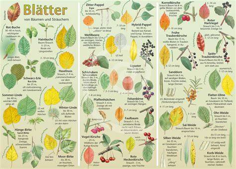 Ölweiden: Blätter, Blüten und Früchte im Überblick