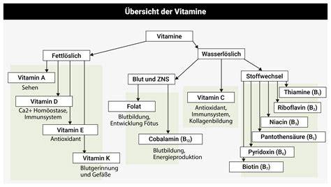 Übersicht: Wichtige Mikronährstoffe bei Diabetes (B-Vitamine, Vitamin C/D, Magnesium, Zink)