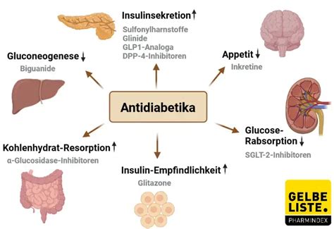Übersicht orale Antidiabetika: Wirkmechanismus und Nebenwirkungen