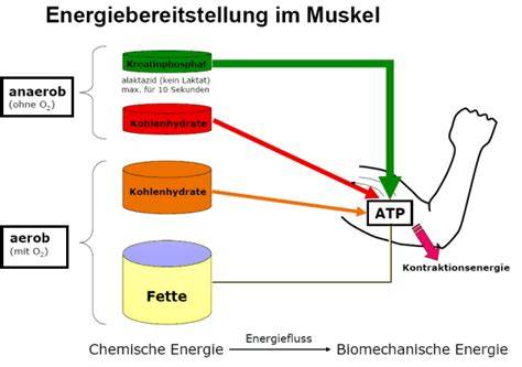 ATP-Kreatin-Zyklus im Muskel