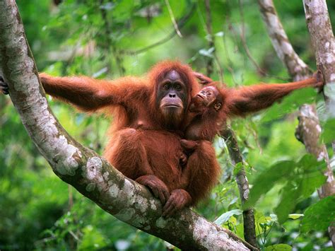 Abholzungsfläche für Palmölplantagen mit Orang-Utans