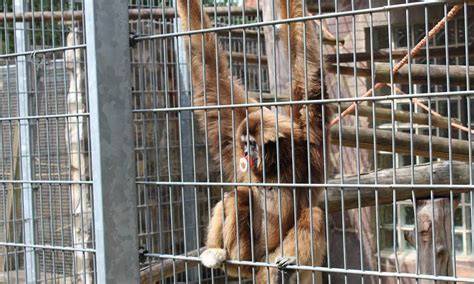 Affe mit Schokolade im Zoo - Warnschild