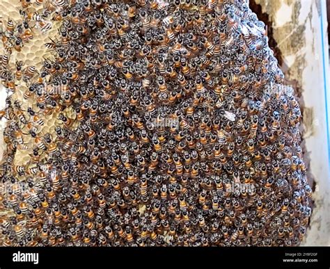 Afrikanische Bienen bei der Honigproduktion in Trogbeuten