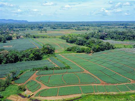 Agroforstsystem auf der Rausch-Finca in Costa Rica