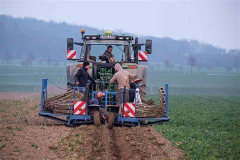 Agroforstsystem im Kakaosektor