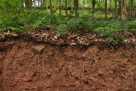 Ahrtrüffel: Fund im Waldboden