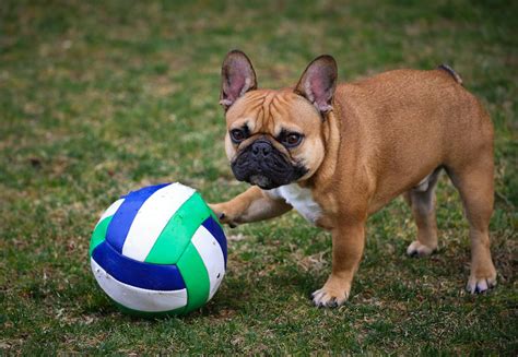 Aktive Französische Bulldogge beim Spielen
