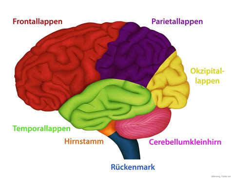 Aktivierte Hirnareale im Psilocybinrausch (fMRI-Schnittbild)