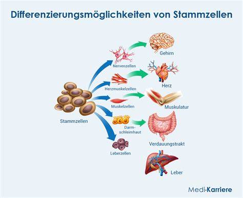 Aktivierung von Stammzellen durch Kakao-Flavanole
