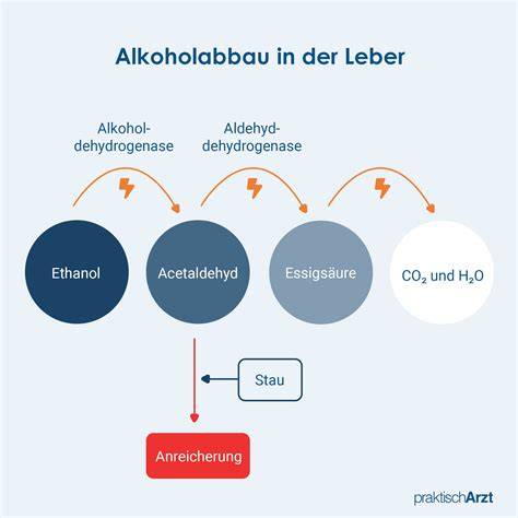 Alkoholabbau in der Leber