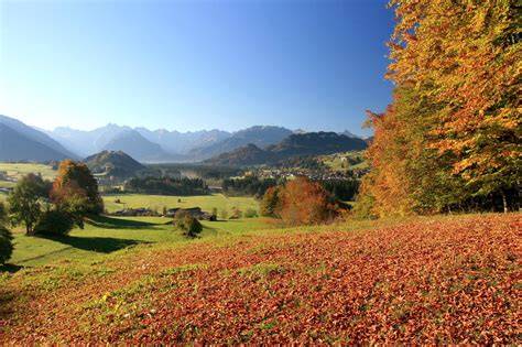 Allgäuer Landschaft im Herbst - typischer Trüffelwald mit Buchenbestand