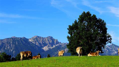 Allgäuer Landschaft mit Kühen