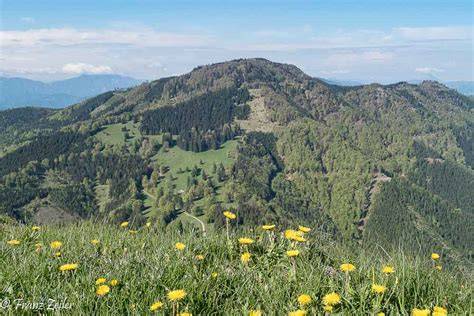 Almwiesen mit blühenden Rhododendronfeldern in Hochlage