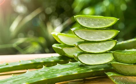 Aloe vera Pflanze und Saftflasche