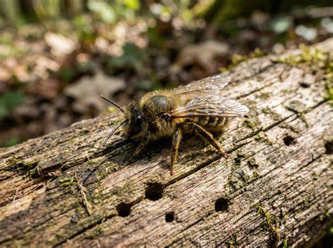 Alpenblumenwiese in Kaşkalar, Lebensraum der Anzer-Bienen