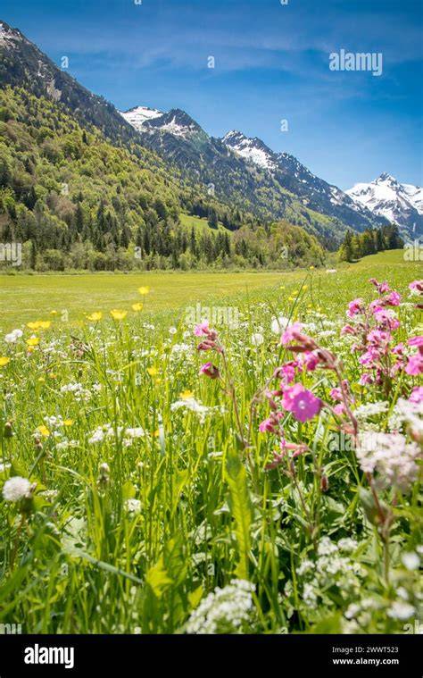 Alpenlandschaft: Blühende Wiesen, Bienenstöcke und typische Flora
