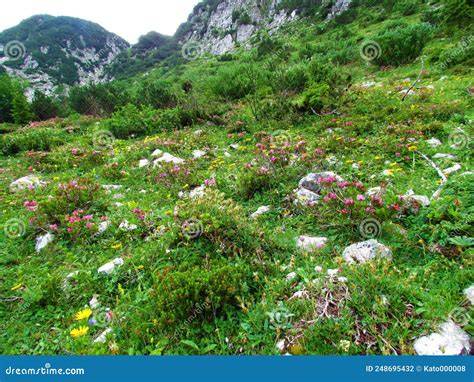 Alpenlandschaft mit Milchkuh und Schokoladentafel