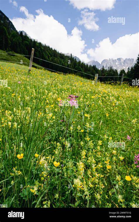 Alpenlandschaft mit blühenden Rhododendron und Bienenstöcken