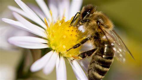 Alpenwiese mit Bienen und Blüten