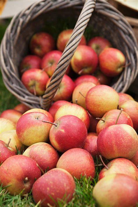 Alte Apfelbäume und frisch geerntete Äpfel im Korb