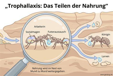 Ameisen bei Trophallaxis (Nahrungsaustausch)