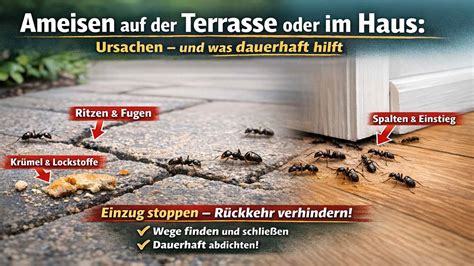 Ameisenstraße auf Terrasse