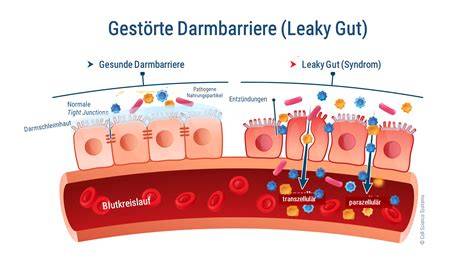 Analysepanel für Laborparameter bei Leaky Gut