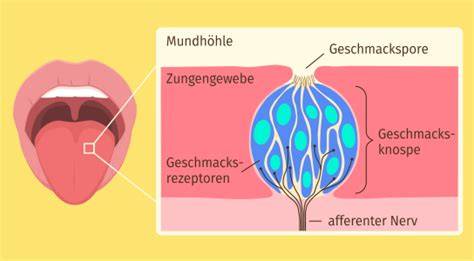 Anatomie: Geschmacksknospen und Signalübertragung
