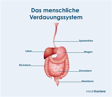 Anatomie der Speiseröhre und deren Bedeutung für die Verdauung
