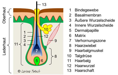 Anatomie des Haares mit Fokus auf Pigmentierung und Melanozyten