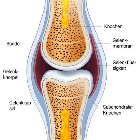 Anatomie eines Gelenks und Entzündungsmechanismen