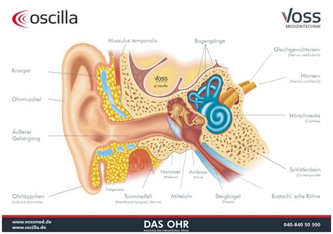 Anatomische Darstellung des Ohrs mit betroffenen Bereichen bei Otitis