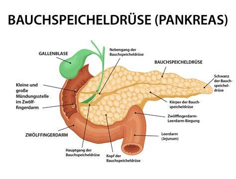 Anatomische Lage der Bauchspeicheldrüse im Körper