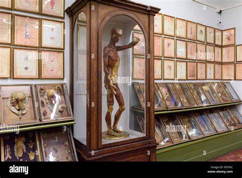 Anatomische Wachsmodelle in Original-Vitrinen
