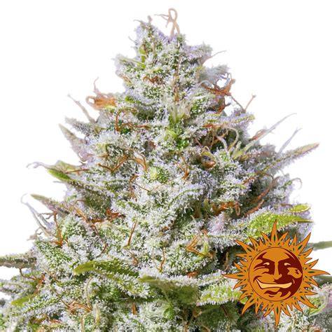 Anbau Indoor und Outdoor Blue Gelato 41