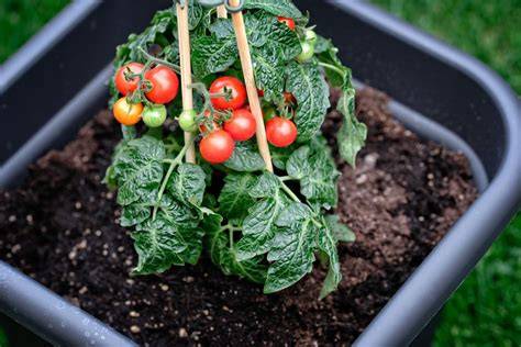 Anbau und Pflege von Schokoladen-Tomaten - Skizze Beet und Topf