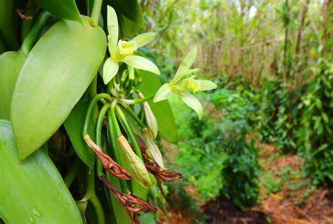 Anbau und Sortenvielfalt von Vanille (Schote, Pflanze, botanische Zeichnung)