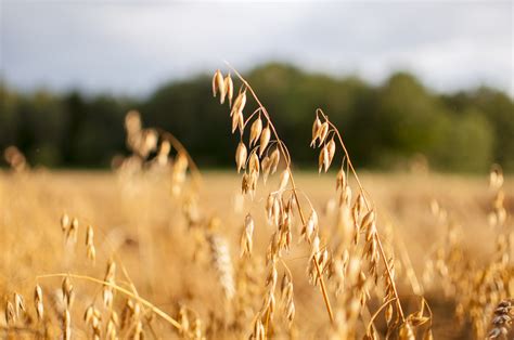 Anbau von Hafer in Europa, Nachhaltigkeit und Umwelt