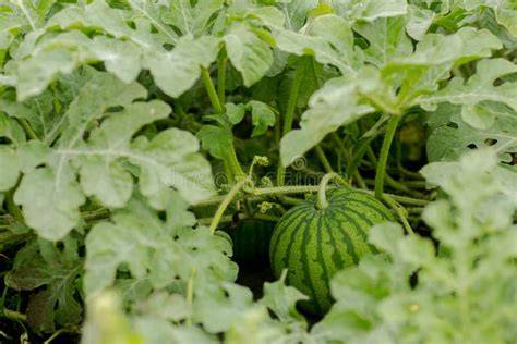 Anbau von Melonen auf dem Feld, Nahaufnahme von Galia-Melonen
