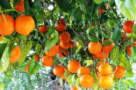 Anbau von Orangenbäumen in Sizilien