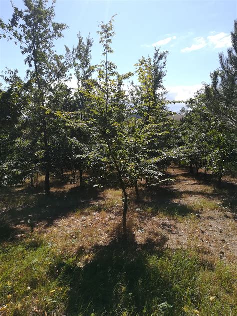 Anbau von Sommertrüffeln: Mykorrhizierte Jungbäume auf einer Trüffelplantage