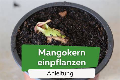 Anleitung Honigmelonenkerne einpflanzen